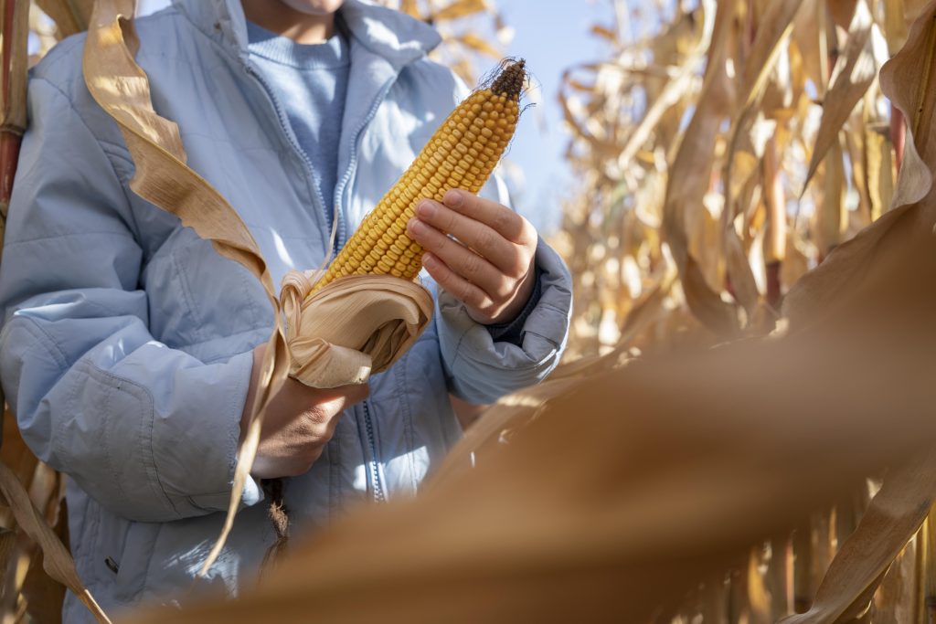 close up hands holding corn
