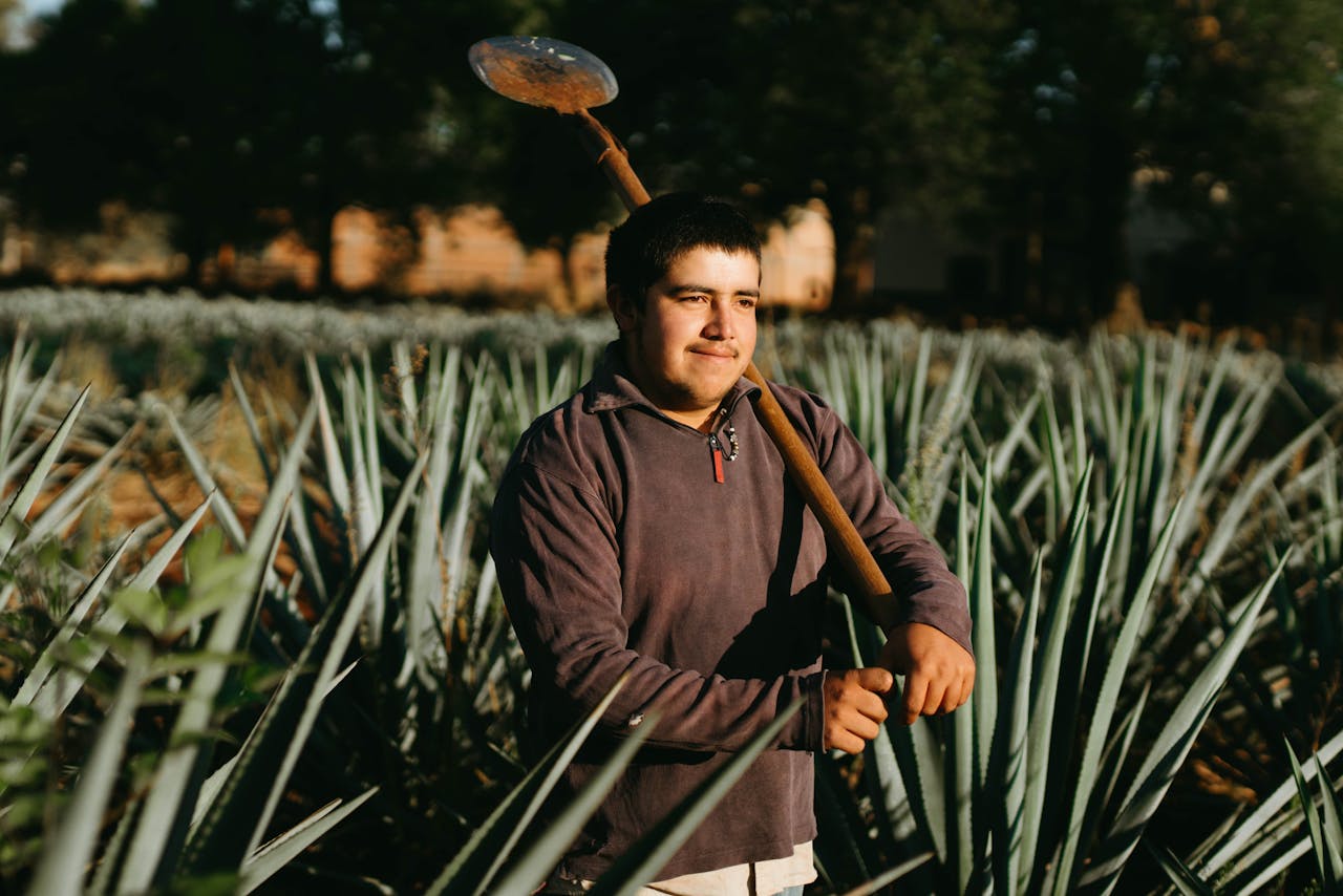A farmer stands in an agave field in Jalisco, Mexico, showcasing traditional agriculture.