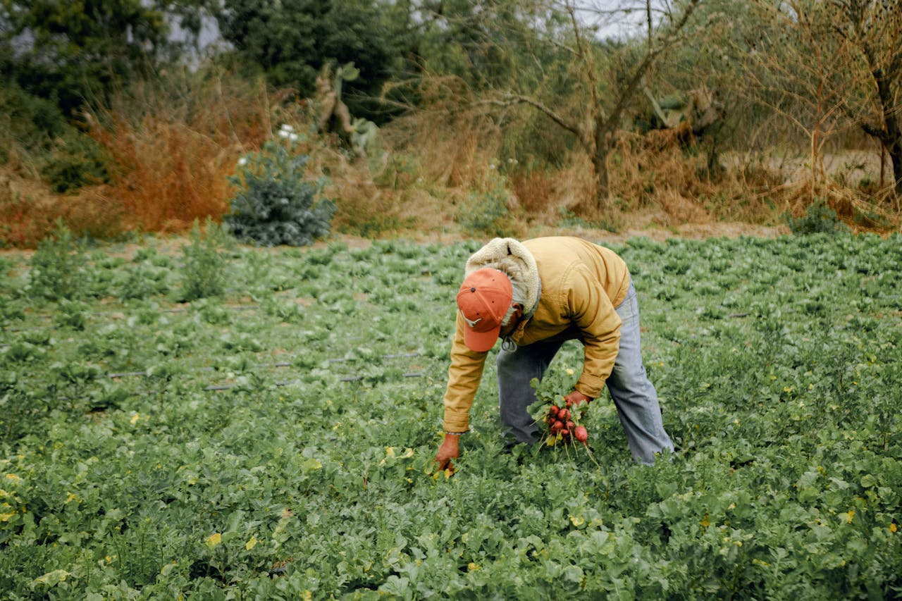 A farmer is seen harvesting root vegetables in a lush, green countryside field.