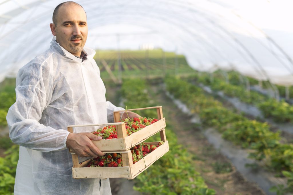portrait of male farmer holding freshly harvested strawberry fruit in field.